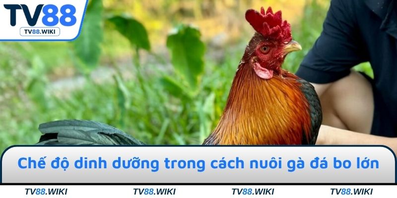 Chế độ dinh dưỡng trong cách nuôi gà đá bo lớn