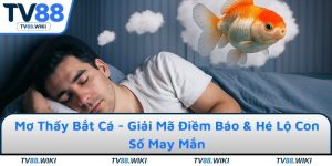 Mơ Thấy Bắt Cá - Giải Mã Điềm Báo & Hé Lộ Con Số May Mắn